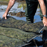 To the rhythm of the tides - Oyster farming (3)